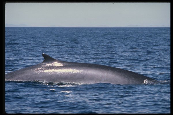 314099 Fin Whale A4 Photo Print