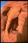 316005 Elephant Trunk A4 Photo Print