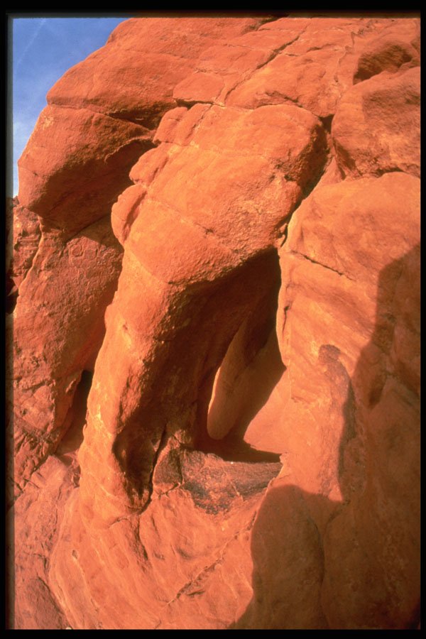 316005 Elephant Trunk A4 Photo Print