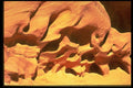 316030 Charging Buffalo A4 Photo Print