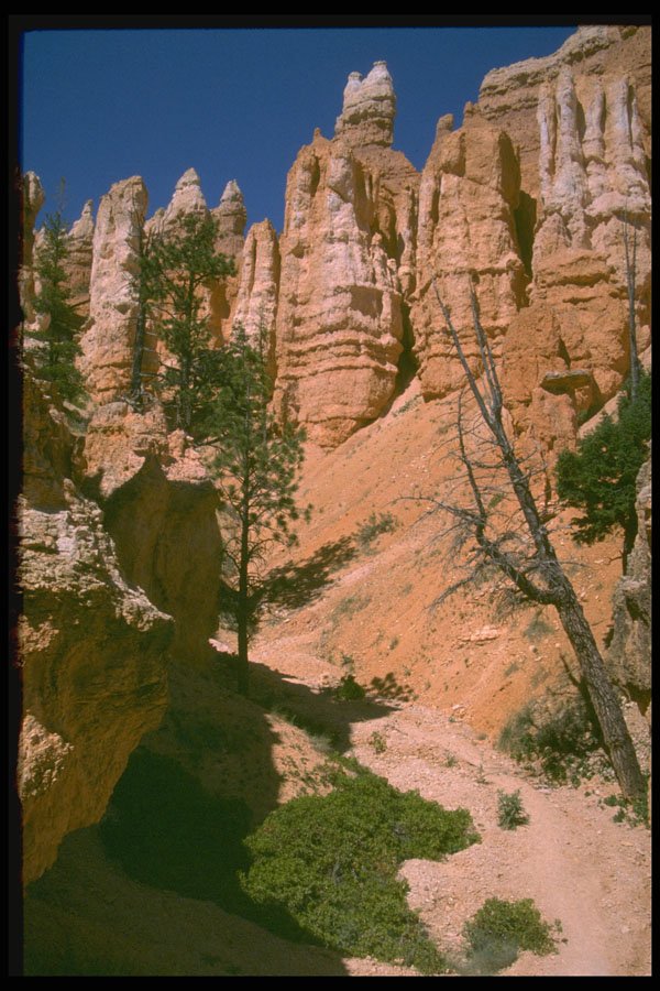 316085 Trail Through Bryce A4 Photo Print