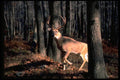 317000 Huge Buck A4 Photo Print