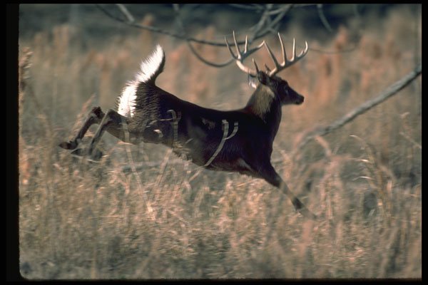 317001 Huge Buck Running A4 Photo Print