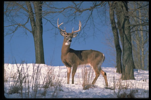 317002 Buck On Snowy Hillside A4 Photo Print
