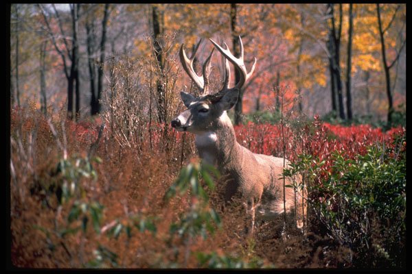 317003 Huge Buck A4 Photo Print