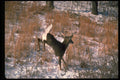 317004 Buck Running A4 Photo Print