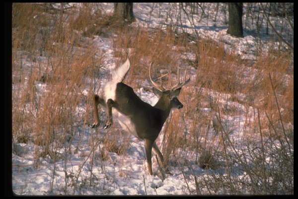 317004 Buck Running A4 Photo Print