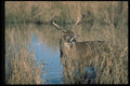 317005 Big Buck A4 Photo Print