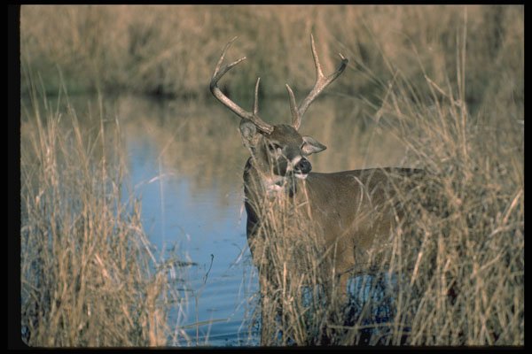 317005 Big Buck A4 Photo Print