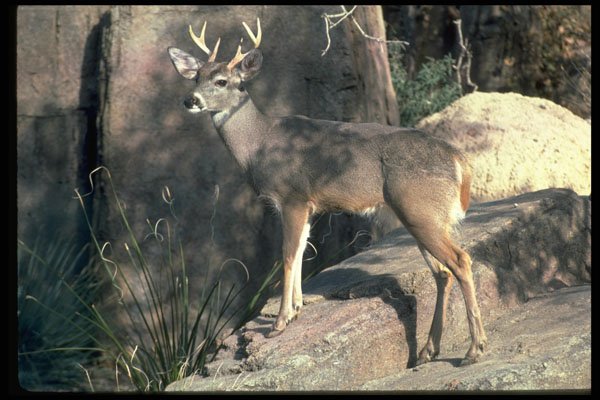 317006 White Tail Deer Buck A4 Photo Print