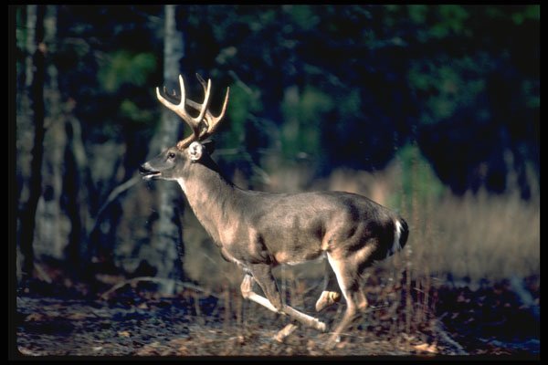 317007 Buck Running A4 Photo Print
