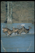 317008 Bucks And Doe Running A4 Photo Print