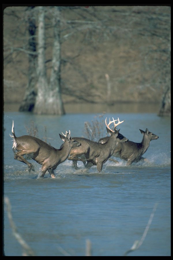 317008 Bucks And Doe Running A4 Photo Print