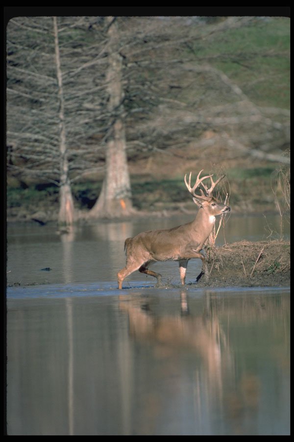 317009 Buck Running A4 Photo Print