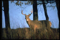 317010 Big Buck A4 Photo Print