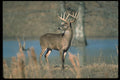 317011 Huge Buck A4 Photo Print
