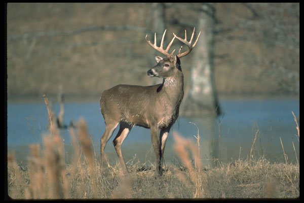 317011 Huge Buck A4 Photo Print