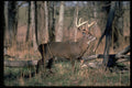 317012 Big Buck A4 Photo Print