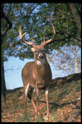 317013 Huge Buck A4 Photo Print