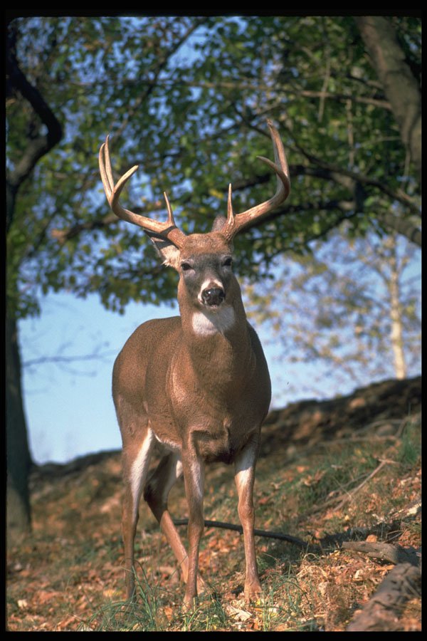 317013 Huge Buck A4 Photo Print
