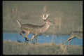 317014 Big Buck Running A4 Photo Print