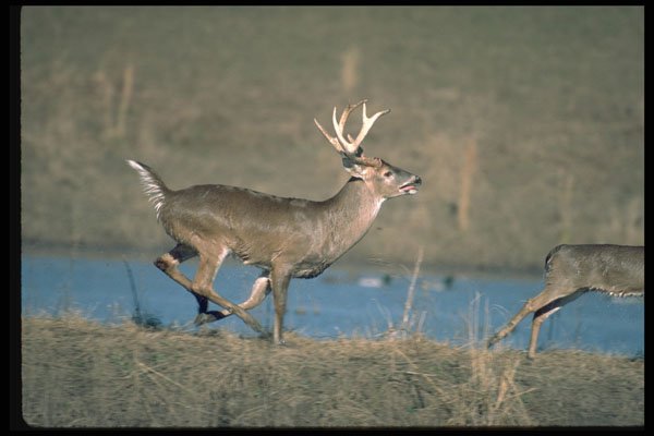 317014 Big Buck Running A4 Photo Print