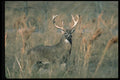 317015 Big Buck A4 Photo Print