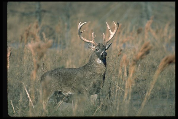 317015 Big Buck A4 Photo Print