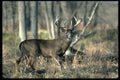 317016 Huge Buck A4 Photo Print