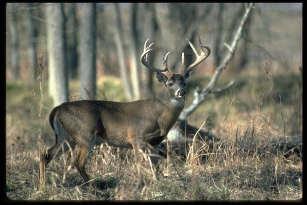 317016 Huge Buck A4 Photo Print