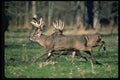 317017 Two Big Bucks Running A4 Photo Print