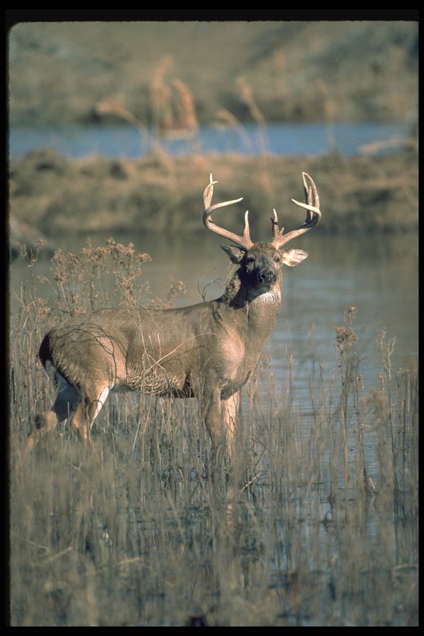 317018 Huge Buck A4 Photo Print