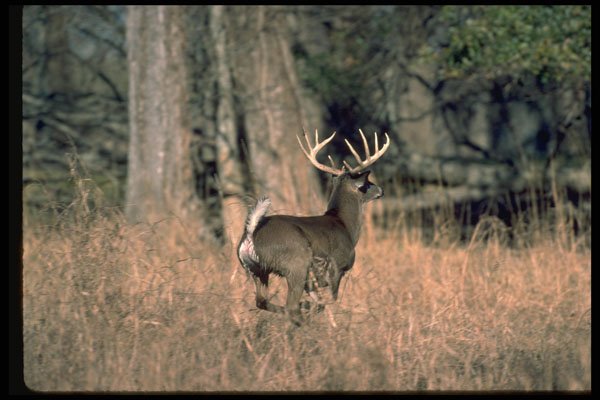 317019 Huge Buck Running A4 Photo Print