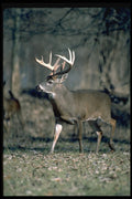 317020 Huge Buck A4 Photo Print