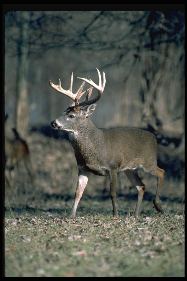 317020 Huge Buck A4 Photo Print