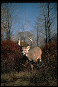317021 Huge Buck A4 Photo Print