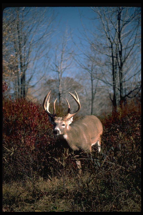 317021 Huge Buck A4 Photo Print