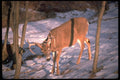 317022 Huge Buck On Snowy Hillside A4 Photo Print