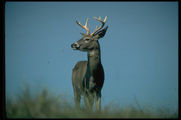 317023 Huge Buck Alert A4 Photo Print