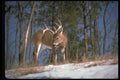 317024 Big Buck In Snowy Woods A4 Photo Print