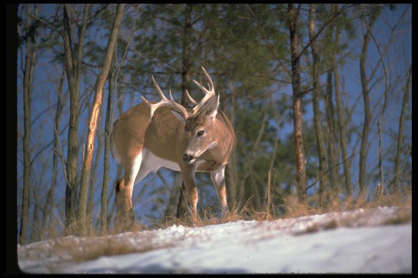 317024 Big Buck In Snowy Woods A4 Photo Print