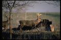 317025 Huge Buck A4 Photo Print