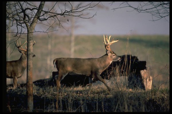 317025 Huge Buck A4 Photo Print