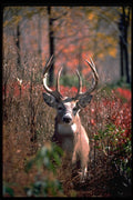 317026 Big Buck A4 Photo Print