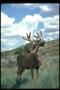 317027 Huge Buck A4 Photo Print