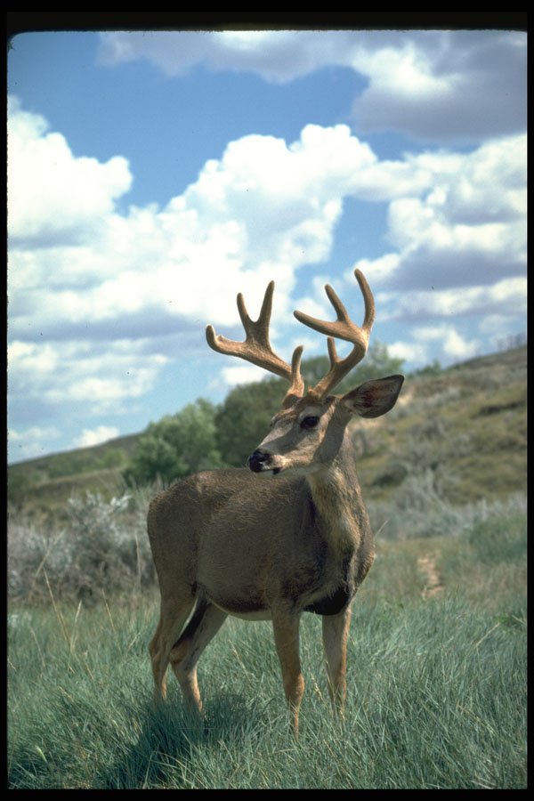 317027 Huge Buck A4 Photo Print