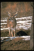 317028 Huge Buck A4 Photo Print
