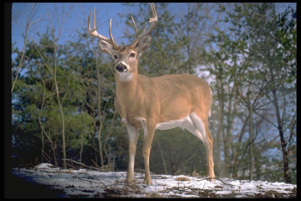 317029 Big Buck A4 Photo Print