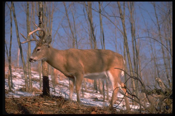 317030 White Tail Deer A4 Photo Print