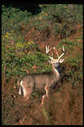 317031 Big Buck A4 Photo Print